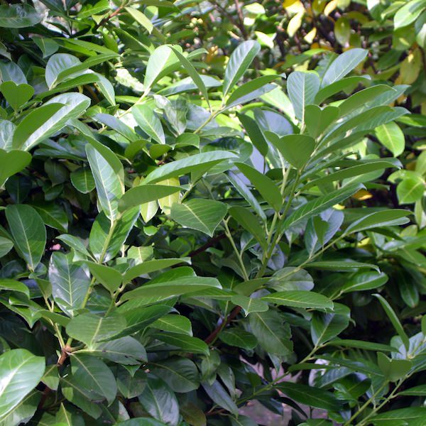 Prunus Novita 120-150cm 30lt